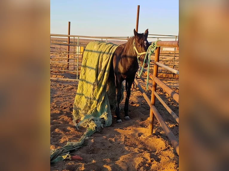 American Quarter Horse Mare 5 years 15 hh Black in Battle Mountain