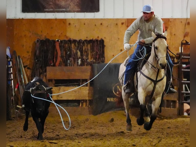 American Quarter Horse Mare 5 years 15 hh Buckskin in Cannon Falls