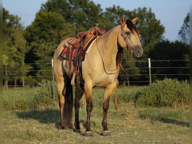 American Quarter Horse Mare 5 years 15 hh Buckskin in Baxter Springs