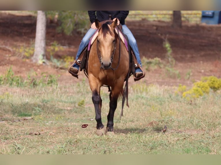American Quarter Horse Mare 5 years 15 hh Buckskin in Graham, TX