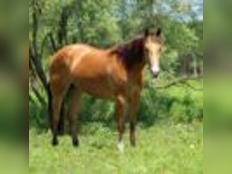 American Quarter Horse Mare 5 years 15 hh Buckskin in Stephenville TX