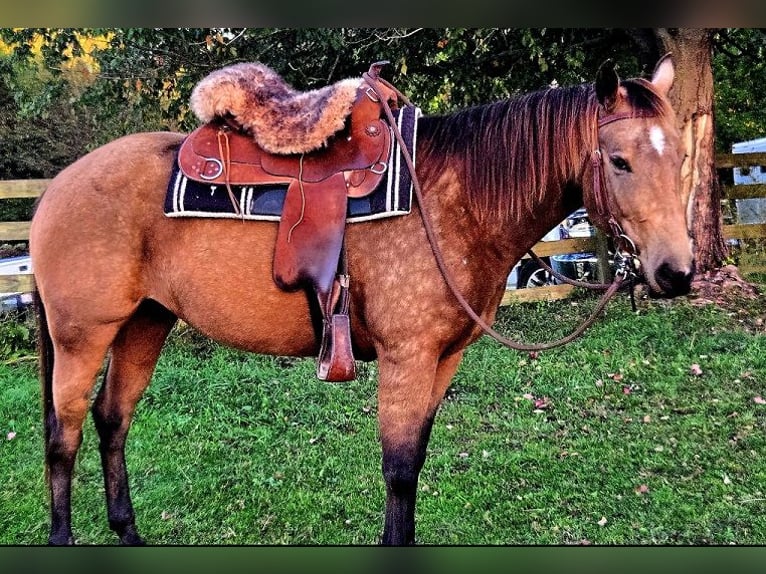 American Quarter Horse Mare 5 years 15 hh Buckskin in Pontiac