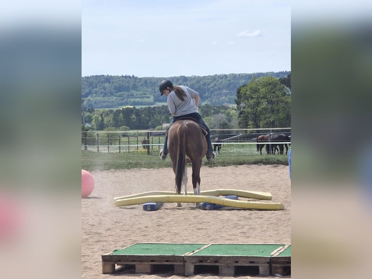 American Quarter Horse Mare 5 years 15 hh Chestnut-Red in Freystadt