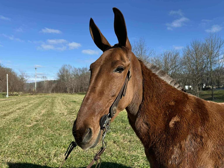 American Quarter Horse Mare 5 years 15 hh Chestnut in Grassy Creek KY