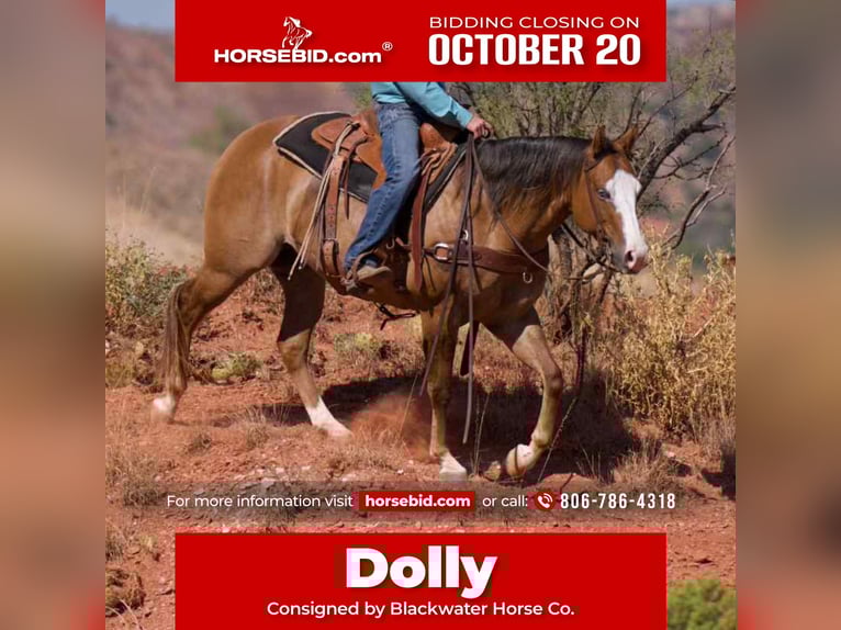 American Quarter Horse Mare 5 years 15 hh Dun in Canyon