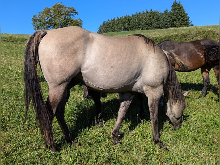 American Quarter Horse Mare 5 years 15 hh Grullo in Esteil