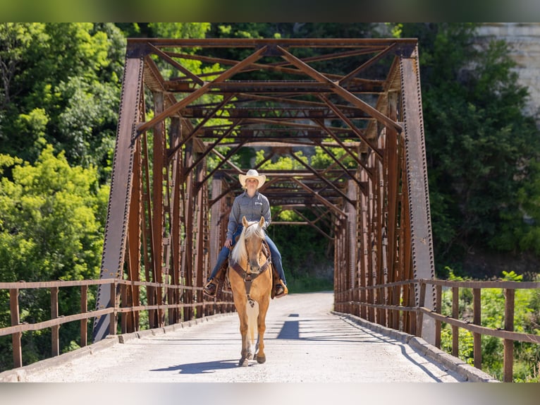 American Quarter Horse Mare 5 years 15 hh Palomino in Decorah