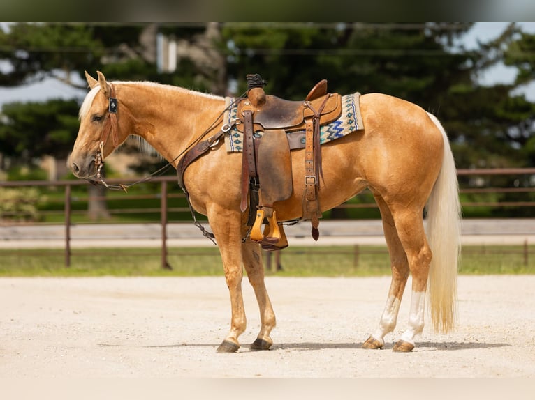 American Quarter Horse Mare 5 years 15 hh Palomino in Decorah