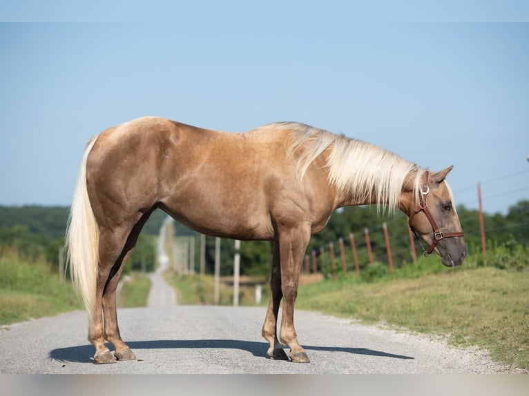 American Quarter Horse Mare 5 years 15 hh Palomino in Mount Vernon, MO