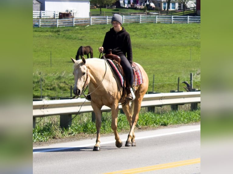 American Quarter Horse Mare 5 years 15 hh Palomino in Millersburg, OH
