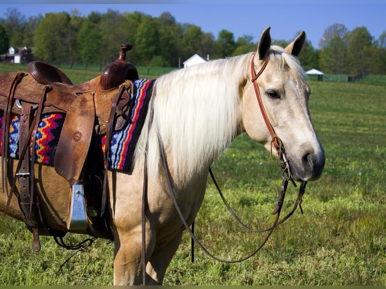 American Quarter Horse Mare 5 years 15 hh Palomino in Millersburg, OH