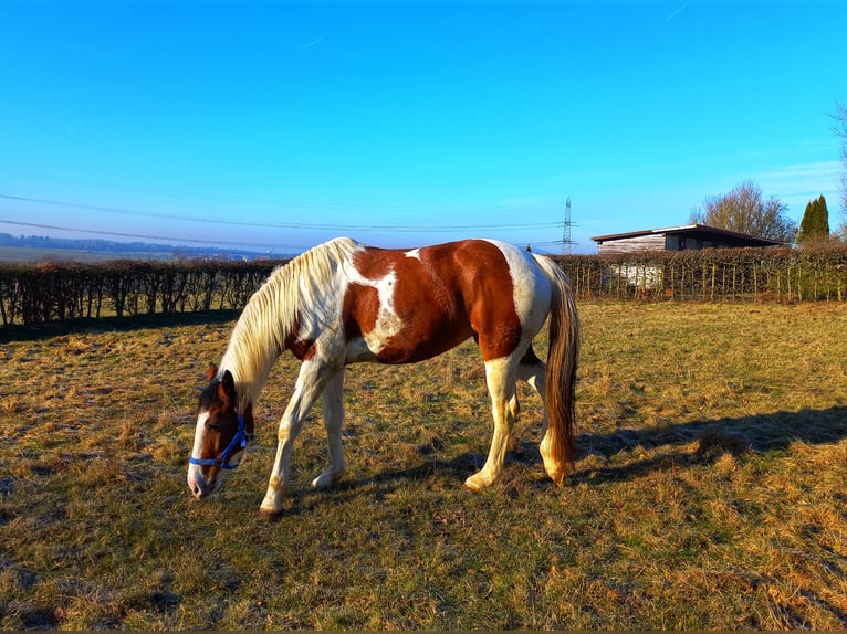 American Quarter Horse Mix Mare 5 years 15 hh Pinto in Künzell