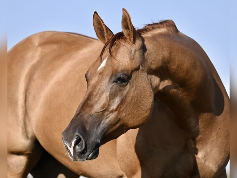 American Quarter Horse Mare 5 years 15 hh Red Dun in Waco, TX