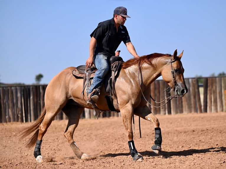 American Quarter Horse Mare 5 years 15 hh Red Dun in Waco, TX