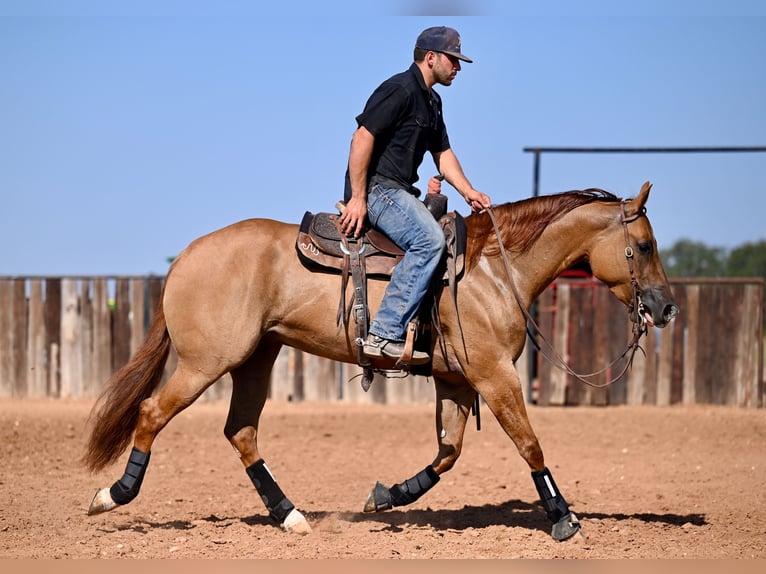 American Quarter Horse Mare 5 years 15 hh Red Dun in Waco, TX