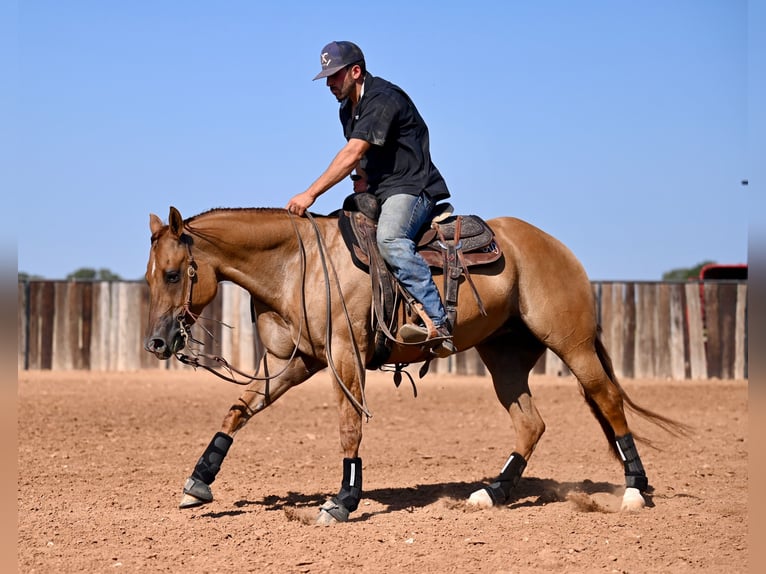 American Quarter Horse Mare 5 years 15 hh Red Dun in Waco, TX