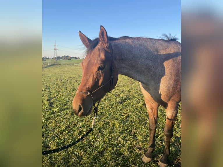 American Quarter Horse Mare 5 years 15 hh Roan-Bay in Allgäu