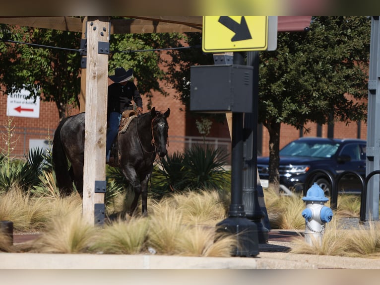 American Quarter Horse Mare 5 years 15 hh Roan-Blue in Joshua