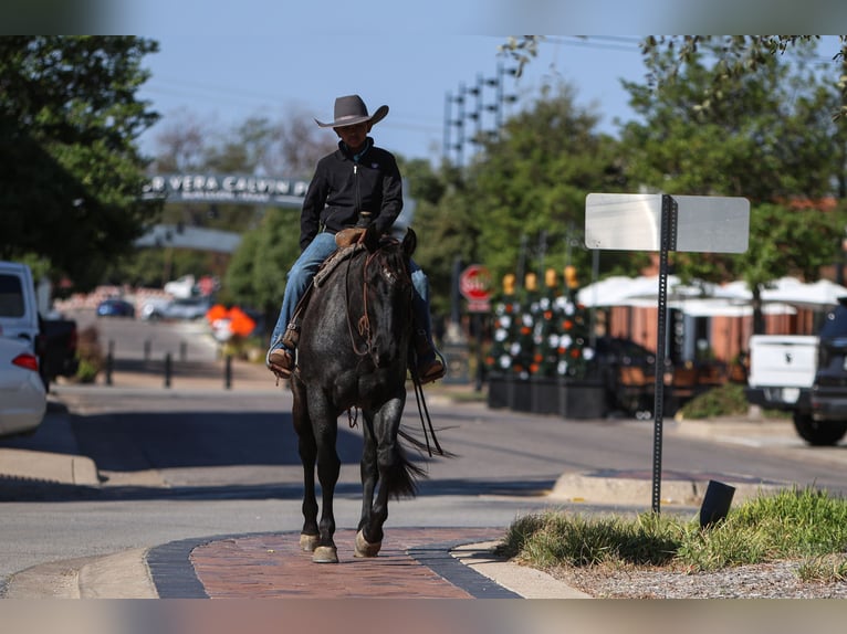 American Quarter Horse Mare 5 years 15 hh Roan-Blue in Joshua