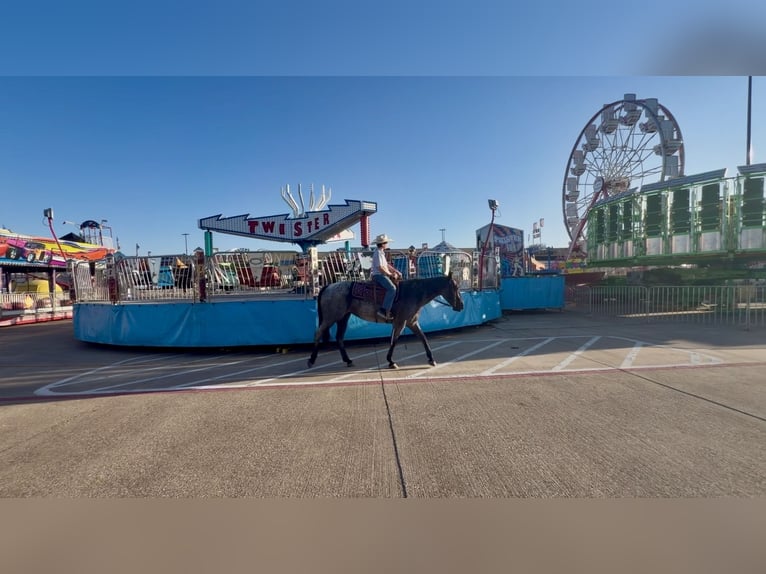 American Quarter Horse Mare 5 years 15 hh Roan-Blue in Kaufman