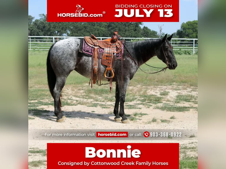 American Quarter Horse Mare 5 years 15 hh Roan-Blue in Kaufman