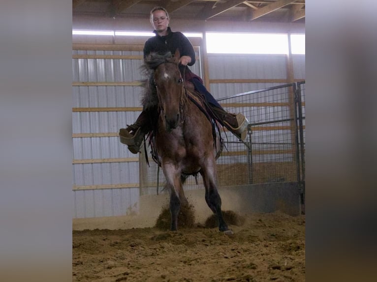 American Quarter Horse Mare 5 years 15 hh Roan-Red in Millersburg, OH