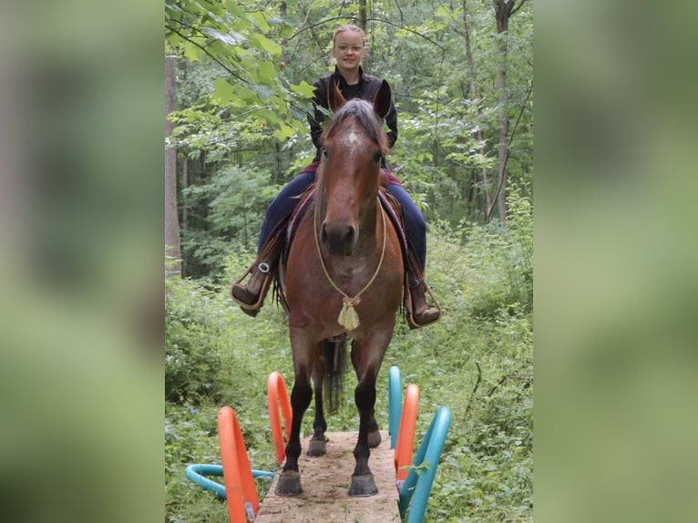 American Quarter Horse Mare 5 years 15 hh Roan-Red in Millersburg, OH