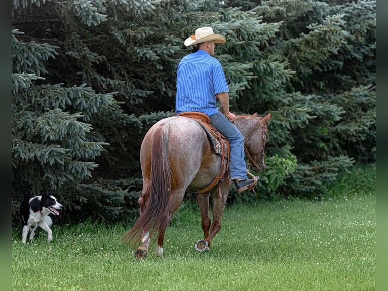 American Quarter Horse Mare 5 years 15 hh Roan-Red in Cannon Falls