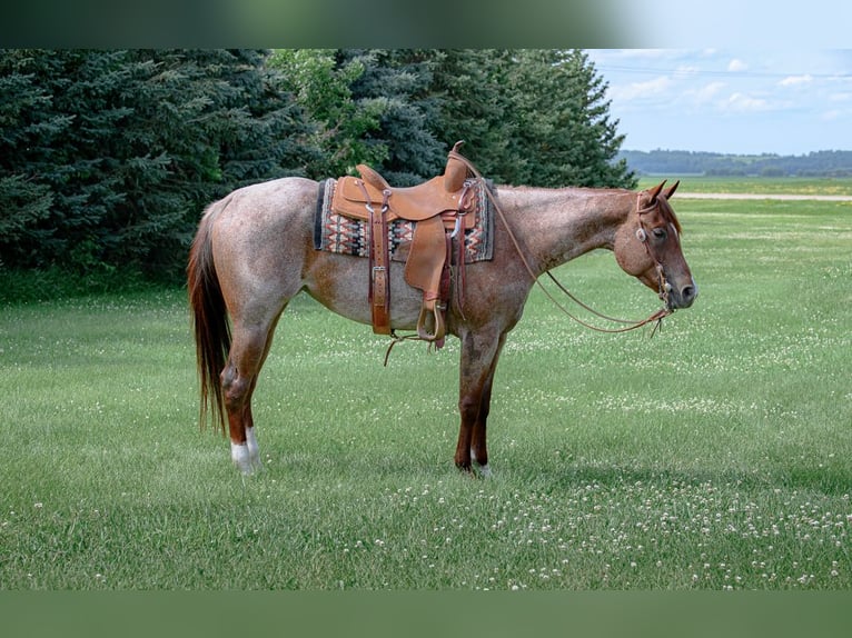 American Quarter Horse Mare 5 years 15 hh Roan-Red in Cannon Falls