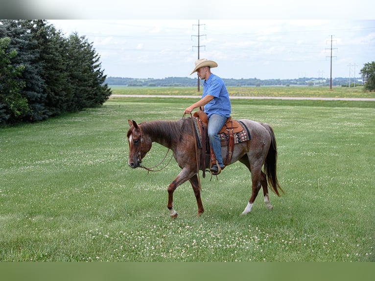 American Quarter Horse Mare 5 years 15 hh Roan-Red in Cannon Falls