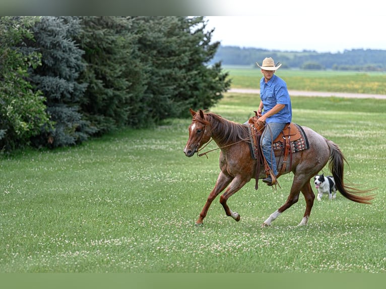 American Quarter Horse Mare 5 years 15 hh Roan-Red in Cannon Falls