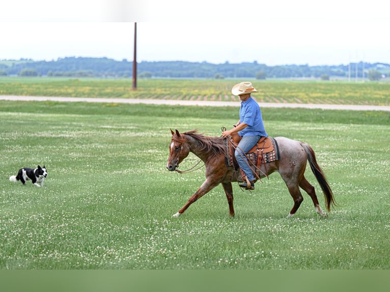 American Quarter Horse Mare 5 years 15 hh Roan-Red in Cannon Falls