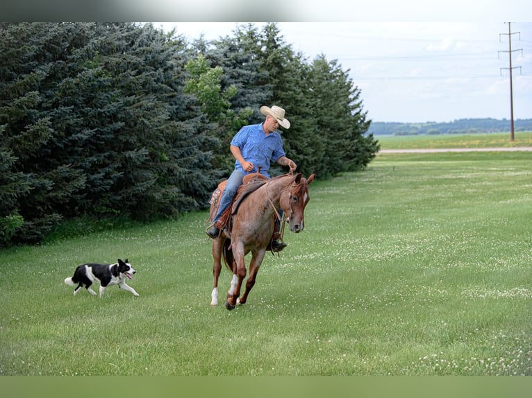 American Quarter Horse Mare 5 years 15 hh Roan-Red in Cannon Falls
