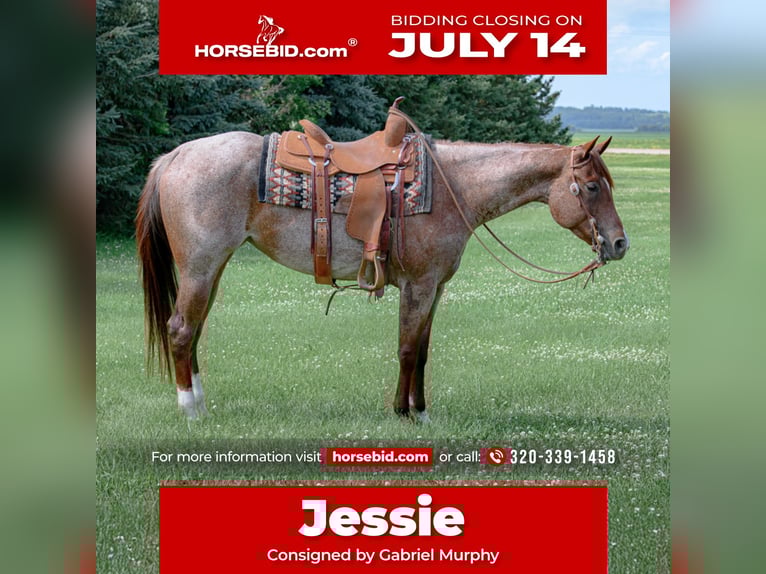 American Quarter Horse Mare 5 years 15 hh Roan-Red in Cannon Falls