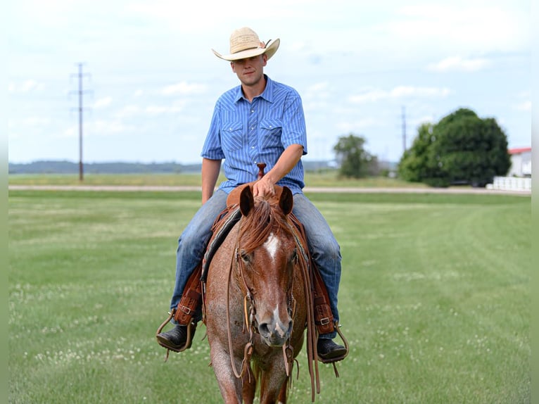 American Quarter Horse Mare 5 years 15 hh Roan-Red in Cannon Falls
