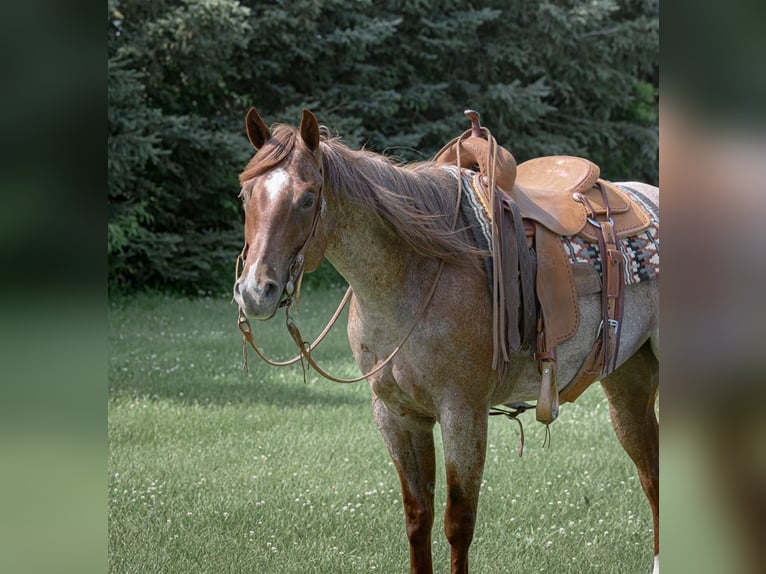 American Quarter Horse Mare 5 years 15 hh Roan-Red in Cannon Falls