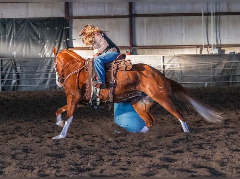American Quarter Horse Mare 5 years 15 hh Sorrel in Hamilton