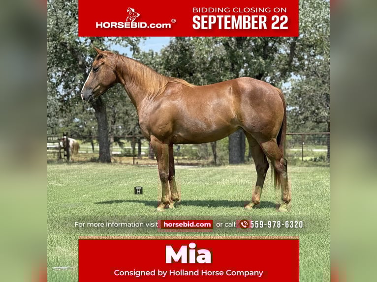 American Quarter Horse Mare 5 years 15 hh Sorrel in Jacksboro