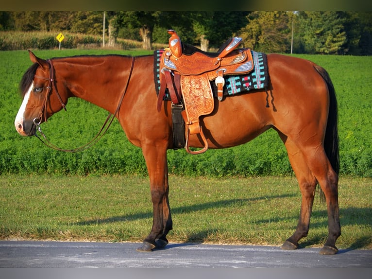 American Quarter Horse Mare 5 years 15,1 hh Bay in Saint Joe