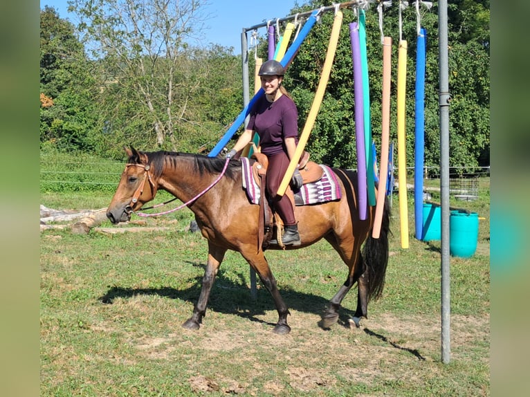 American Quarter Horse Mix Mare 5 years 15,1 hh Brown in Bayerbach