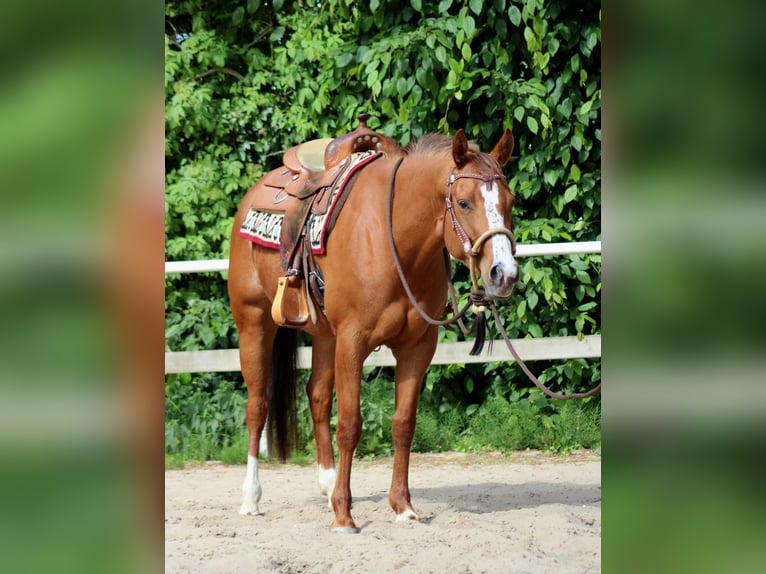 American Quarter Horse Mare 5 years 15,1 hh Chestnut-Red in Sulingen