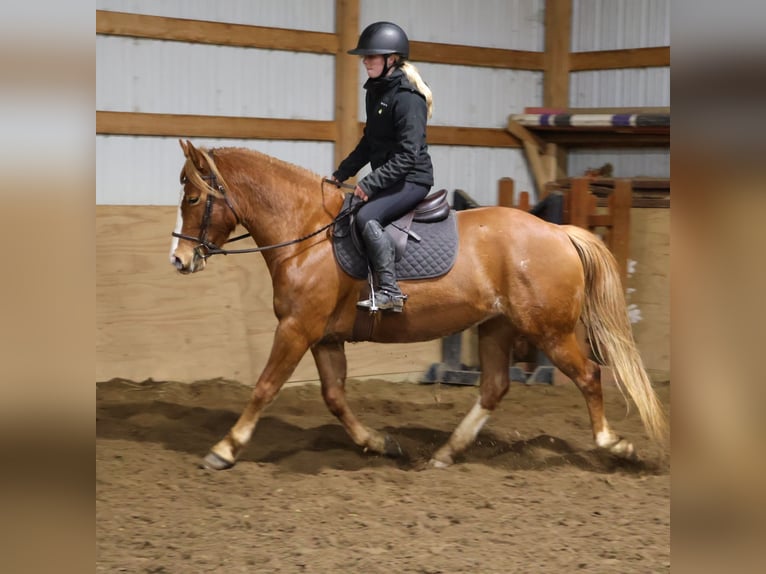 American Quarter Horse Mix Mare 5 years 15,1 hh Chestnut in Howell