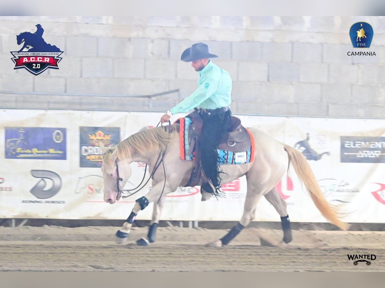 American Quarter Horse Mare 5 years 15,1 hh Perlino in Agropoli