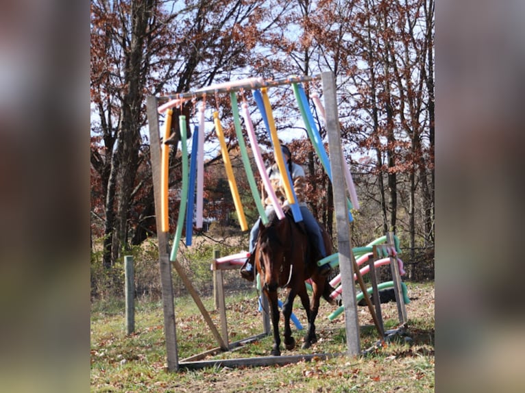 American Quarter Horse Mare 5 years 15,2 hh Bay in Howell