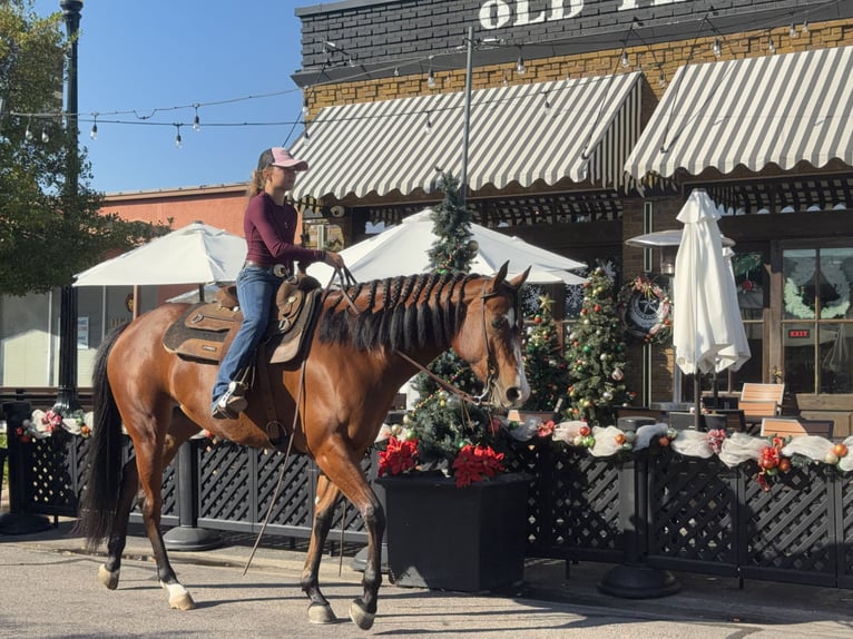 American Quarter Horse Mare 5 years 15,2 hh Bay in Cleburne