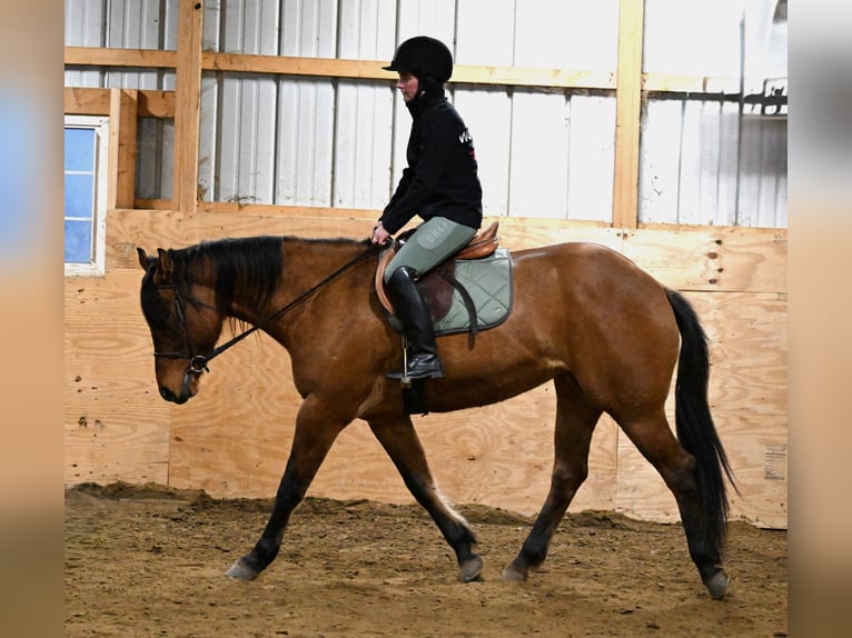 American Quarter Horse Mare 5 years 15,2 hh Dun in Warsaw