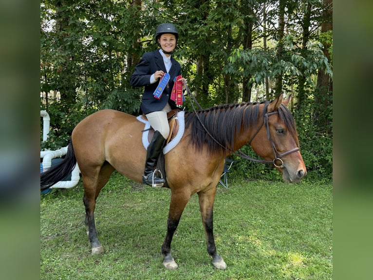 American Quarter Horse Mare 5 years 15,2 hh Dun in Warsaw