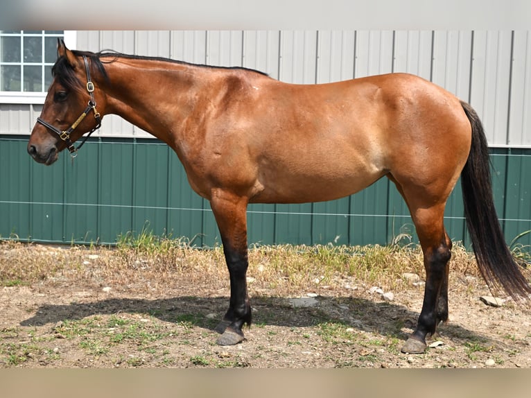 American Quarter Horse Mare 5 years 15,2 hh Dun in Warsaw