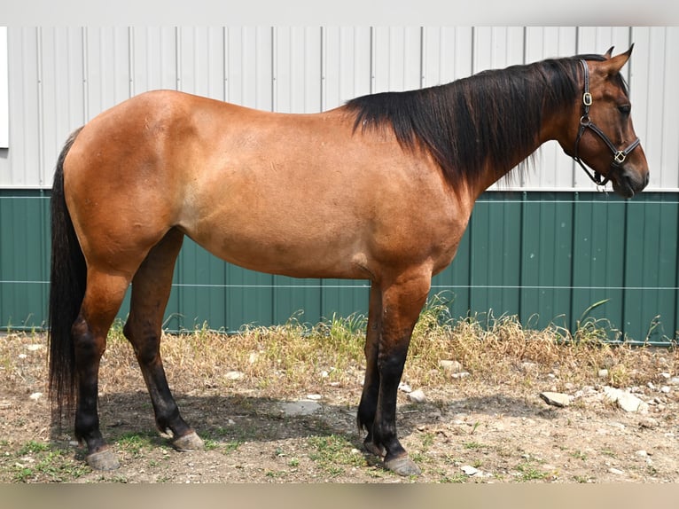 American Quarter Horse Mare 5 years 15,2 hh Dun in Warsaw