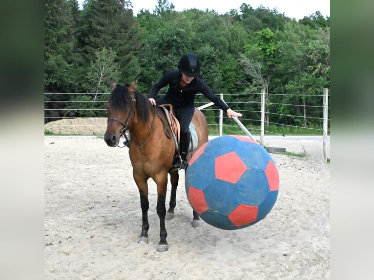 American Quarter Horse Mare 5 years 15,2 hh Dun in Warsaw